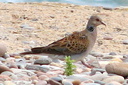 European Turtle Dove, 7/1/07, Moro marsh. A bird I've ... Slide 72