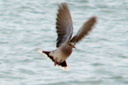 European Turtle Dove, 7/1/07, Moro marsh. Action shot! Slide 73