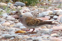 European Turtle Dove, 7/1/07, Moro marsh. Slide 74