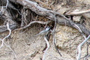 Mountain Chickadee, near Buckhorn Campground, San Gabriel Mountains 10/8/06. ... Slide 2