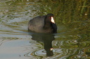 American Coot, Upper Newport Bay Ecological Reserve 10/11/06. One ... Slide 3