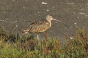 Long-billed Curlew, Upper Newport Bay Ecological Reserve 10/11/06. One ... Slide 5