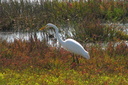 Great Egret, Bolsa Chica Ecological Reserve 10/11/06. Slide 7