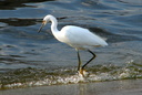 Snowy Egret, Frank G. Bonelli Regional Park 10/8/06. Another ... Slide 9