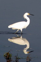 Snowy Egret, Upper Newport Bay Ecological Reserve 10/11/06. A ... Slide 10