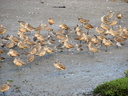 A Marbled Godwit and a pair of Willets, Bolsa ... Slide 11