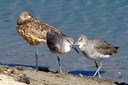 Marbled Godwit, Upper Newport Bay Ecological Reserve 10/11/06. A ... Slide 12