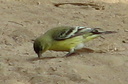 Lesser Goldfinch, near San Pascual Stables, South Pasadena 10/10/06. ... Slide 13