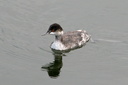 Eared Grebe, Bolsa Chica Ecological Reserve 10/11/06. A nice ... Slide 14