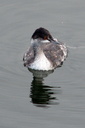 Eared Grebe, Bolsa Chica Ecological Reserve 10/11/06. Another view. Slide 15