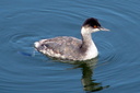 Eared Grebe, Bolsa Chica Ecological Reserve 10/11/06. Yet another view. Slide 16