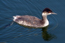 Eared Grebe, Bolsa Chica Ecological Reserve 10/11/06. And yet ... Slide 17