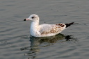 Ring-billed Gull, Upper Newport Bay Ecological Reserve 10/11/06. A ... Slide 18