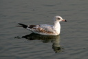 Ring-billed Gull, Upper Newport Bay Ecological Reserve 10/11/06. Another view. Slide 19