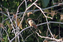 Allen's Hummingbird (male), La Cañada-Flintridge 10/8/06. This bird (a ... Slide 20