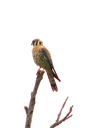 American Kestrel (male), Upper Newport Bay Ecological Reserve 10/11/06. ... Slide 21