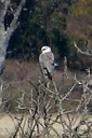 White-tailed Kite, Bolsa Chica Ecological Reserve 10/11/06. A very ... Slide 22