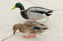 Mallard (male & female), Upper Newport Bay Ecological Reserve ... Slide 23