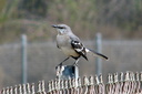 Northern Mockingbird, near San Pascual Stables, South Pasadena 10/10/06. Slide 24