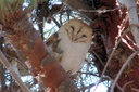 Barn Owl, Frank G. Bonelli Regional Park 10/8/06. My ... Slide 25