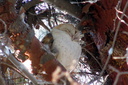 Barn Owl, Frank G. Bonelli Regional Park 10/8/06. What ... Slide 26