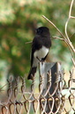 Black Phoebe, near San Pascual Stables, South Pasadena 10/10/06. Slide 27