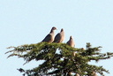 Band-tailed Pigeon, La Cañada-Flintridge 10/8/06. Birds seen from Lance's ... Slide 28