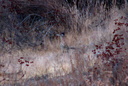 Greater Roadrunner, Frank G. Bonelli Regional Park 10/8/06. It ... Slide 30