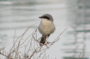 Loggerhead Shrike, Upper Newport Bay Ecological Reserve 10/11/06. Slide 31