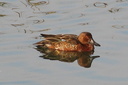 Cinnamon Teal (male), Upper Newport Bay Ecological Reserve 10/11/06. ... Slide 33
