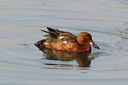 Cinnamon Teal (male), Upper Newport Bay Ecological Reserve 10/11/06. ... Slide 34