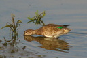 Green-winged Teal (female), Upper Newport Bay Ecological Reserve 10/11/06. ... Slide 36