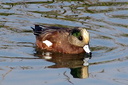 American Wigeon (male), Upper Newport Bay Ecological Reserve 10/11/06. ... Slide 37
