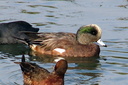 American Wigeon (male), Upper Newport Bay Ecological Reserve 10/11/06. ... Slide 39
