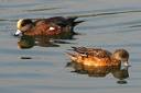 American Wigeon (male & female), Upper Newport Bay Ecological ... Slide 40