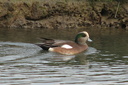 American Wigeon (male), Upper Newport Bay Ecological Reserve 10/11/06. ... Slide 41