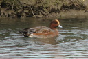 Female American Wigeon and male Cinnamon Teal, Upper Newport ... Slide 42