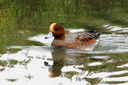 Eurasian Wigeon (male), Upper Newport Bay Ecological Reserve 10/11/06. ... Slide 43