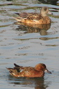Eurasian Wigeon (male), Upper Newport Bay Ecological Reserve 10/11/06. ... Slide 44