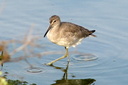Willet, Upper Newport Bay Ecological Reserve 10/11/06. Nice closeup. Slide 45