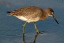 Willet, Upper Newport Bay Ecological Reserve 10/11/06. Another view. ... Slide 46