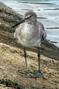 Willet, Upper Newport Bay Ecological Reserve 10/11/06. Another nice closeup. Slide 47
