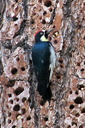Acorn Woodpecker (male), Chilao Visitor Center, San Gabriel Mountains ... Slide 48