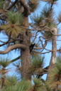 White-headed Woodpecker, near Buckhorn Campground, San Gabriel Mountains 10/8/06. ... Slide 50