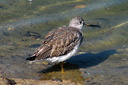 Greater Yellowlegs, Bolsa Chica Ecological Reserve 10/11/06. Nice closeup. Slide 51