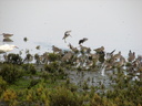 Shorebirds at Upper Newport Bay Ecological Reserve 10/11/06. Species ... Slide 54