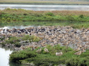Shorebirds at Upper Newport Bay Ecological Reserve 10/11/06. Species ... Slide 56