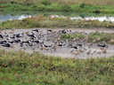 Shorebirds at Upper Newport Bay Ecological Reserve 10/11/06. Species ... Slide 57