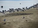 Shorebirds at Bolsa Chica Ecological Reserve 10/11/06. Species seen ... Slide 59
