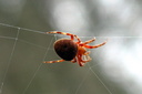 An unidenfied spider on a web at Upper Newport ... Slide 61